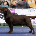 ARNOLD SIRIUS BROWN