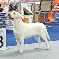LABRASTAR SHOW BEAUTIFUL ODRI FOR LIFE