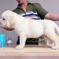 HOLLABWOOD'S BOSTON LORD ROYAL HOLLABWOOD'S BOSTON LORD ROYAL