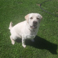HOLLABWOOD'S GOLDIE HOLLABWOOD'S GOLDIE