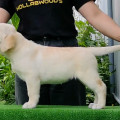 HOLLABWOOD'S MELLOW YELLOW HOLLABWOOD'S MELLOW YELLOW
