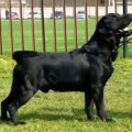 RIVA PALASIO KARA-HAN