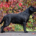 RUBYWOOD TRAYATHI TIGRA