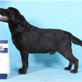 SUDEO CHEVALIER OF RAMSAYVILLE