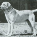LANDYKE STORMER