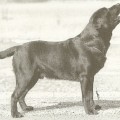 FOLLYTOWER MAN O'WAR