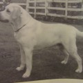 SANDYLANDS SPECIAL VINTAGE
