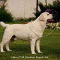 LIBRA D'OR WINDSOR ROYAL OAK