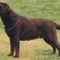 BRODIEBRACK BROWN ENCORE AT STORMLEY