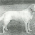 POOLSTEAD PURDEY