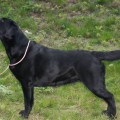 VOSTORG IZABEL' KVIN