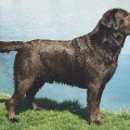 BANNER'S MUSKELUNGE BUCKEYE