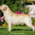 ROCHEBY GOLDDIGGER