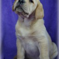 OSCAR THE LOYAL FRIEND PERLINA POLTAVI