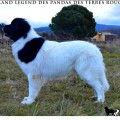 ISLAND LEGEND DES PANDAS DES TERRES ROUGES ISLAND LEGEND DES PANDAS DES TERRES ROUGES