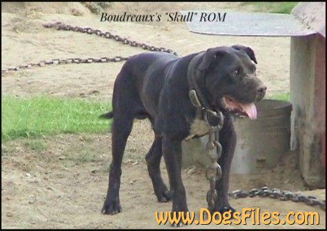 Gr Ch Boyles Bloodline Puppies For Sale Best Floyd Boudreaux