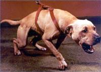 CRENSHAW'S CH JEEP 4XW ROM » Pedigree database American Pit Bull;