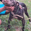BLACK GAME KENNELS & CHONE KENLS RUDDY