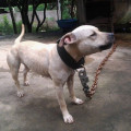 F.D KENNELS KHYARA
