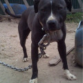 HELLGA KENNELS SHUNSHA