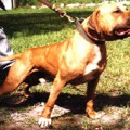 GR CH SOUTHERN KENNEL'S MAYDAY ROM