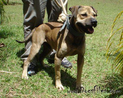 Pedigree american pitbull terrier hotsell
