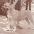 DAO GUAN TSVETOCHEL ALENKIJ
