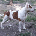 DAO-GUAN BLONDI WASHINGTON