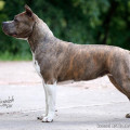 ASTILARS OLIVIYA ASTILARS OLIVIYA