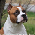 ASTILARS JACKROT FOR FIDEL FAUD ASTILARS JACKROT FOR FIDEL FAUD