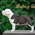 VLASTOR'S GALLE VLASTOR'S GALLE