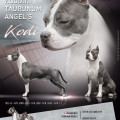 KODIAK TAURUNUM ANGEL'S