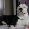 DAO-GUAN SIMURG ALATA PERRO