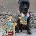 BARKHAN SAN OF DEZERT FROM AMSTAFF'S HOLLYWOOD