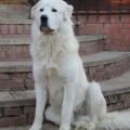 AMAROK BIANCO GUARDIANO