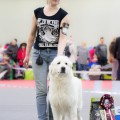IMPERIAL CHOICE WHITE WOLF
