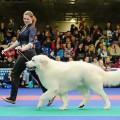 IMPERIAL CHOICE VALIANT FIGLIO ANCHAR