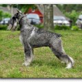 NAME OF PRIDE ENIGMA GRIS
