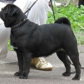 SAGA 'MONSALVAT