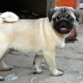 CHEKITTA VELES RAVELIN