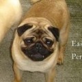 EASTONITE PERCIVAL