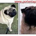 EASTONITE JUST WILLIAM PORTENTA