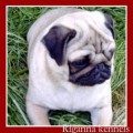 HELIGNOG HYACINTH