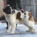 SOZVEZDIE LVA ANGARA