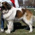 KRASAVCHIK