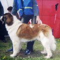ZANDA