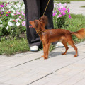 VEZUNCHIK TOPAZ IMPERIAL VEZUNCHIK TOPAZ IMPERIAL