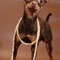 INNOVA STYLE IVETTA INNOVA STYLE IVETTA