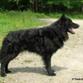PASZTOR-VIRTUS KAZAR KORMOS