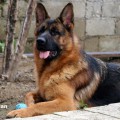 LYCAN VON CASPIAN